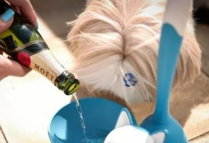 Erre a kutyára évi 4,5 milliót költ a gazdája: dizájner cuccai vannak és Moët pezsgőt itatnak vele, ha jól viselkedik