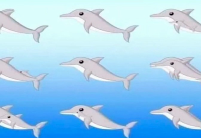 10-ből 1 ember látja csak az összes delfint a képen