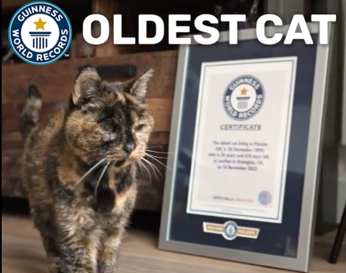 Ennél cukibbat nem látsz: 26 éves lett a világ legöregebb macskája