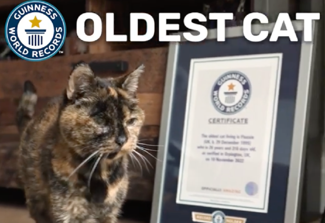 Ennél cukibbat nem látsz: 26 éves lett a világ legöregebb macskája