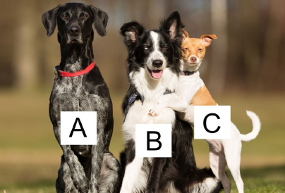 Melyik kutyát választod? Elárulja, mennyire vállalsz felelősséget